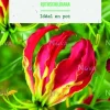 Bulbe de fleurs Gloriosa rothschildiana botanic® - 1 bulbe