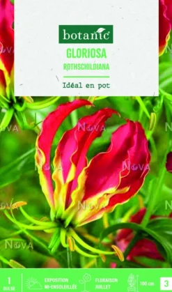 Bulbe de fleurs Gloriosa rothschildiana botanic® - 1 bulbe