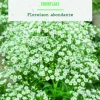 Bulbe de fleurs Gypsophile snowflake botanic® - 1 bulbe