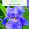 Bulbe de fleurs Iris Germanica Blue Sapphire botanic® - 1 bulbe