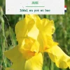Bulbe de fleurs Iris Germanica jaune botanic® - 1 bulbe