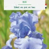 Bulbe de fleurs Iris Germanica bleu botanic® - 1 bulbe