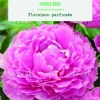 Bulbe de fleurs Pivoine Lactiflora double rose botanic® – 1 bulbe