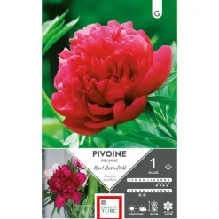 Bulbe de Pivoine herbacée Karl Rosenfield rouge