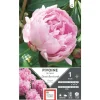 Bulbe de Pivoine herbacée Sarah Bernhardt rose