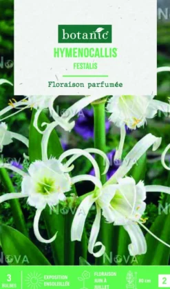 Bulbe d’Hémérocalle Festalis blanc ® - 1 bulbe