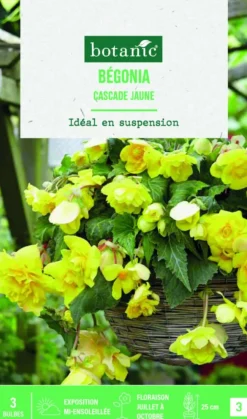 Bulbes de fleurs Bégonia Cascade jaune botanic® - 3 bulbes