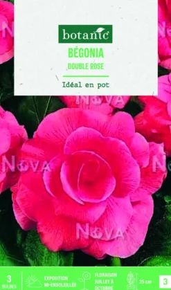 Bulbes de fleurs Bégonia double rose botanic® - 3 bulbes