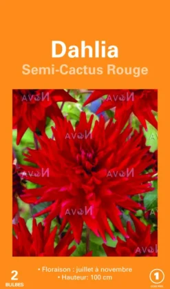 Bulbes de fleurs Dahlia Cactus rouge botanic® – 2 bulbes