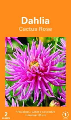 Bulbes de fleurs Dahlia Cactus rose botanic® – 2 bulbes