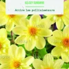 Bulbes de fleurs Dahlia collerette Kelsey Sunshine botanic® - 2 bulbes