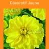 Bulbes de fleurs Dahlia décoratif jaune botanic® – 2 bulbes