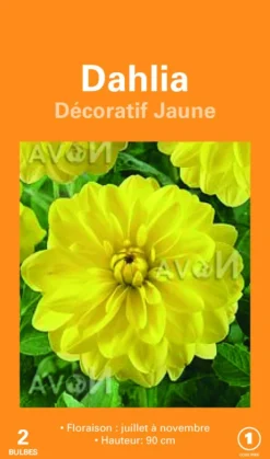 Bulbes de fleurs Dahlia décoratif jaune botanic® – 2 bulbes