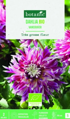 Bulbes de fleurs Dahlia décoratif Vancouver bio botanic® - 2 bulbes