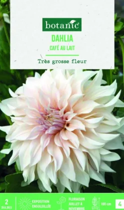 Bulbes de fleurs Dahlia décoratif Café au lait botanic® - 2 bulbes