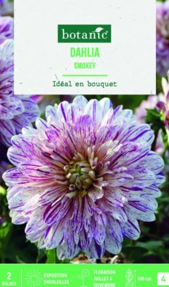 Bulbes de fleurs Dahlia décoratif Smokey botanic® - 2 bulbes