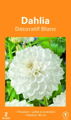 Bulbes de fleurs Dahlia décoratif blanc botanic® – 2 bulbes