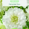 Bulbes de fleurs Dahlia décoratif White Perfection bio botanic® - 2 bulbes