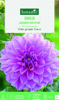 Bulbes de fleurs Dahlia décoratif Lavender Perfection botanic® - 2 bulbes