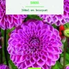 Bulbes de fleurs Dahlia décoratif Sandra bio botanic® - 2 bulbes