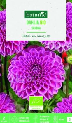 Bulbes de fleurs Dahlia décoratif Sandra bio botanic® - 2 bulbes