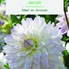 Bulbes de fleurs Dahlia décoratif Crazy Love botanic® - 2 bulbes