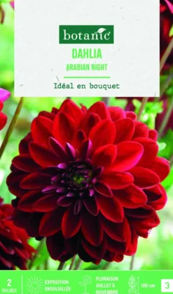 Bulbes de fleurs Dahlia décoratif Arabian night botanic® - 2 bulbes
