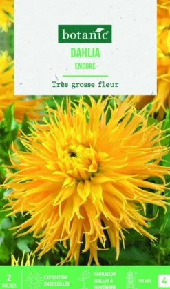 Bulbes de fleurs Dahlia Fimbriata Encore botanic® - 2 bulbes