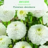 Bulbes de fleurs Dahlia Pompon White aster botanic® - 2 bulbes