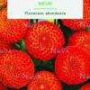 Bulbes de fleurs Dahlia Pompon Bantling botanic® - 2 bulbes