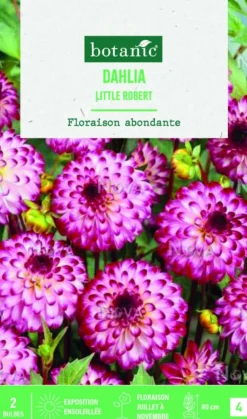 Bulbes de fleurs Dahlia Pompon Little Robert botanic® - 2 bulbes