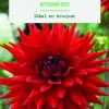 Bulbes de fleurs Dahlia semi-cactus Wittemans Best botanic® - 2 bulbes