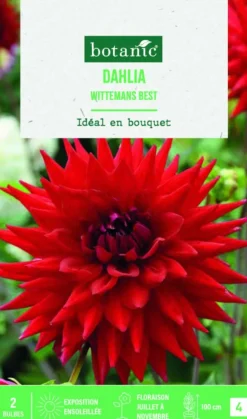 Bulbes de fleurs Dahlia semi-cactus Wittemans Best botanic® - 2 bulbes