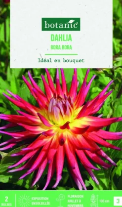 Bulbes de fleurs Dahlia semi-cactus Bora Bora botanic® - 2 bulbes