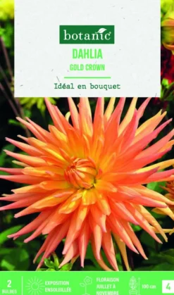 Bulbes de fleurs Dahlia semi-cactus Gold Crown botanic® - 2 bulbes
