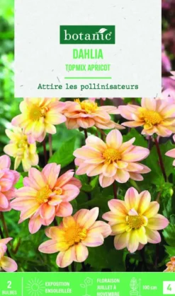 Bulbes de fleurs Dahlia Topmix Apricot botanic® - 2 bulbes