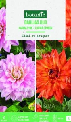 Bulbes de fleurs duo de Dahlias semi-cactus Karma rose / Karma orange botanic® - 2 bulbes