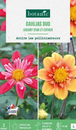 Bulbes de fleurs duo de Dahlias Cherry Star / Esther botanic® - 2 bulbes