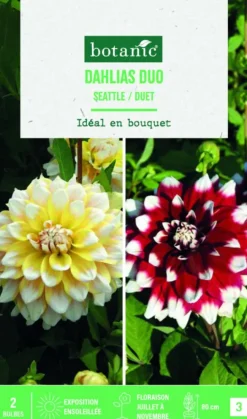 Bulbes de fleurs duo de Dahlias décoratifs Seattle / Duet botanic® - 2 bulbes