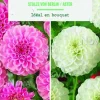 Bulbes de fleurs duo de Dahlias pompon Stolze Berlin / White Aster botanic® - 2 bulbes