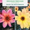 Bulbes de fleurs duo de Dahlias nains simples Bright&Black / Tropic&Black botanic® - 2 bulbes