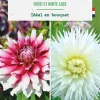 Bulbes de fleurs duo de Dahlias cactus Fruti / White lace botanic® - 2 bulbes