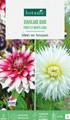 Bulbes de fleurs duo de Dahlias cactus Fruti / White lace botanic® - 2 bulbes