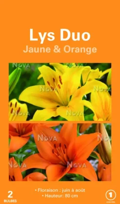 Bulbes de fleurs Duo de Lys asiatique jaune et orange botanic® – 2 bulbes