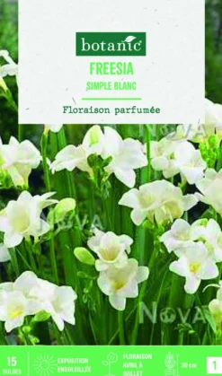 Bulbes de fleurs Freesia simple blanc botanic® - 15 bulbes