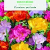 Bulbes de fleurs Freesia double mix botanic® - 15 bulbes