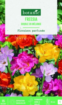 Bulbes de fleurs Freesia double mix botanic® - 15 bulbes