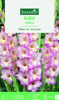 Bulbes de fleurs Glaïeul grandes fleurs Priscilla botanic® - 8 bulbes