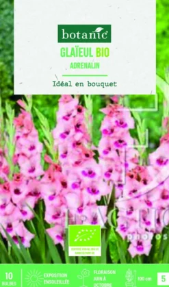 Bulbes de fleurs Glaïeul grandes fleurs Adrenaline bio botanic® - 10 bulbes
