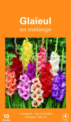 Bulbes de fleurs Glaïeuls grandes fleurs en mélange botanic® – 2 bulbes